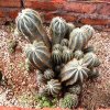 Parodia_magnifica_1